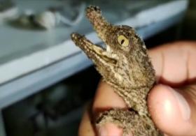 В зоопарке Перу вылупились четыре детёныша редкого крокодила