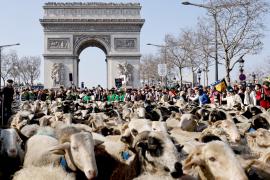 Стадо из 2022 овец прошлось по Елисейским полям в Париже