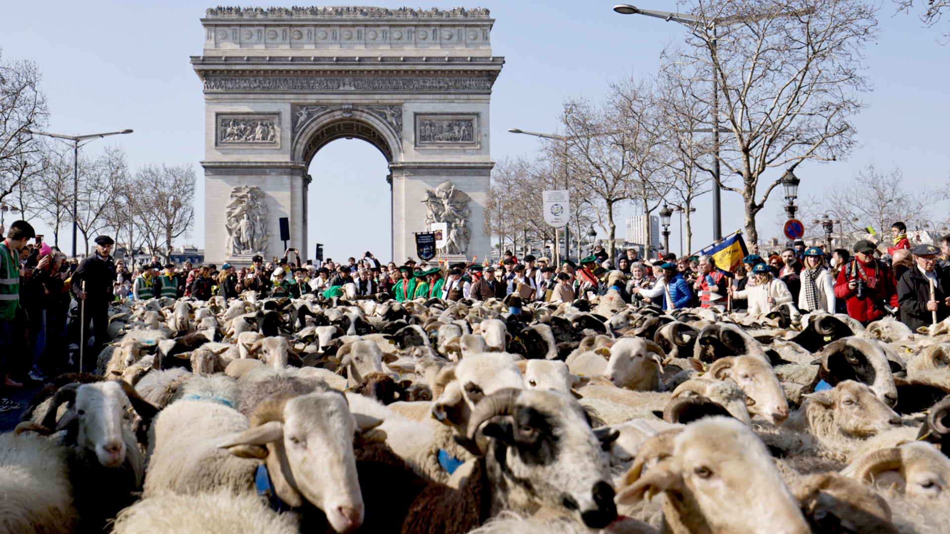Стадо из 2022 овец прошлось по Елисейским полям в Париже