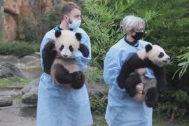 Детёныши панд во Франции начали знакомиться с внешним миром