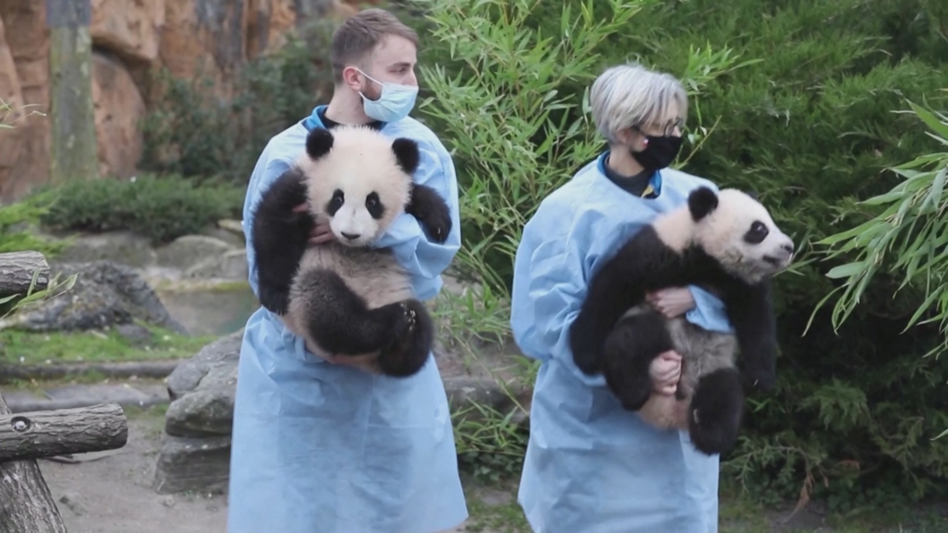 Детёныши панд во Франции начали знакомиться с внешним миром