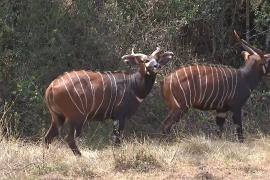 Спасти бонго: в Африке спасают самых редких антилоп в мире