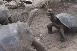 Учёные, возможно, открыли новый вид черепах на Галапагосских островах