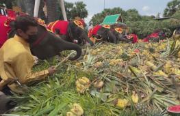 Праздничный банкет подготовили для слонов в Таиланде