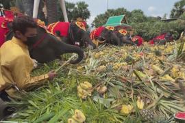 Праздничный банкет подготовили для слонов в Таиланде