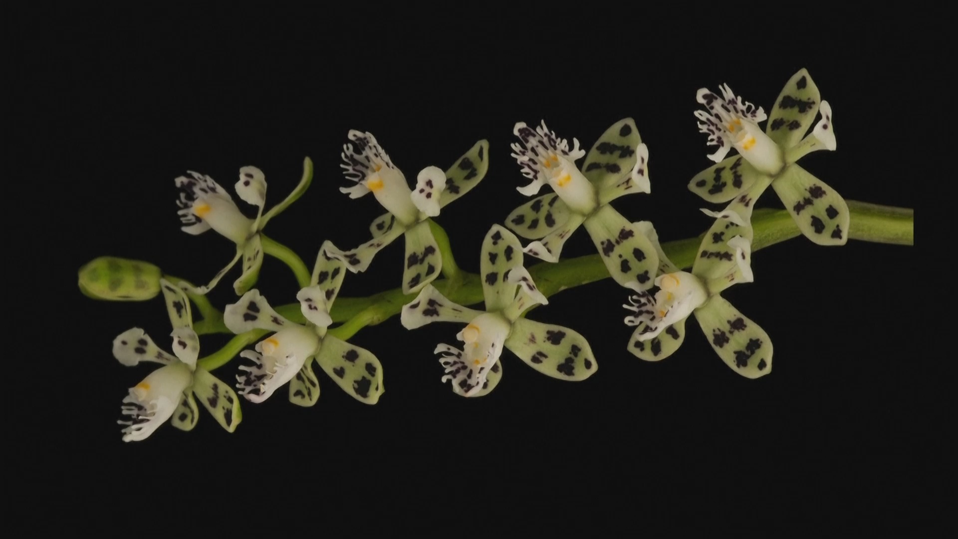 20 новых видов орхидей обнаружили в Коста-Рике
