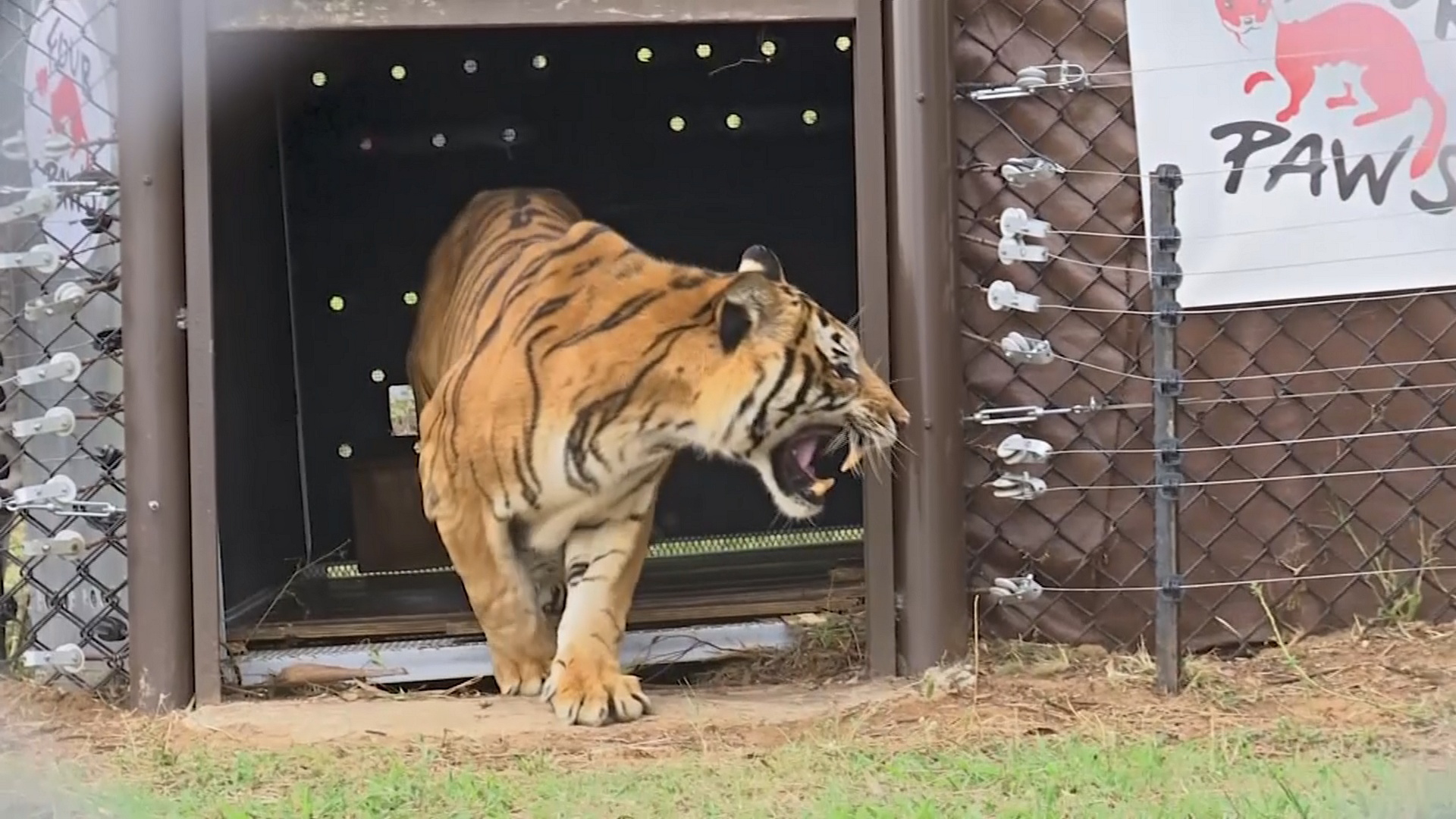 Четырёх бенгальских тигров спасли из вагона и выпустили на волю в ЮАР