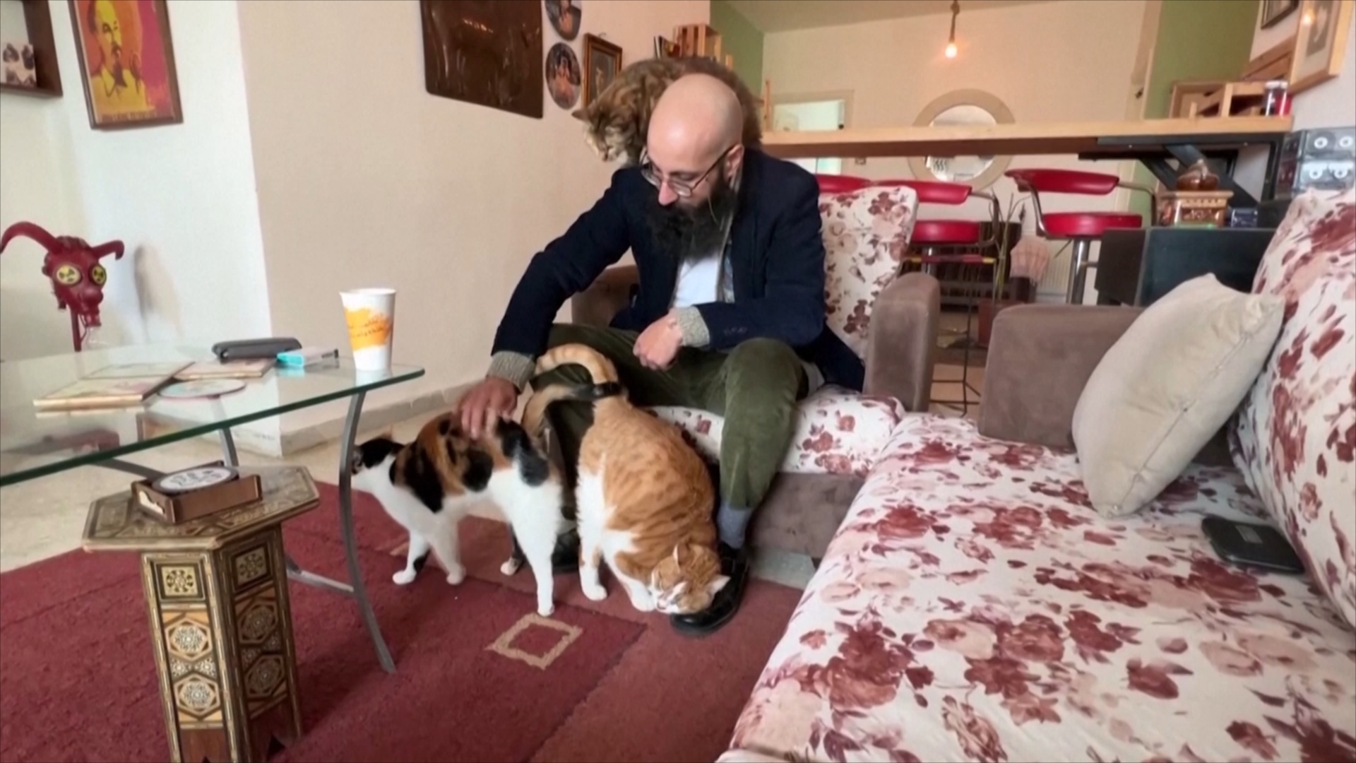 «Кошачий папа»: как иорданец спасает бездомных кошек