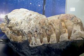 В Перу нашли череп древнего кита возрастом 36 млн лет