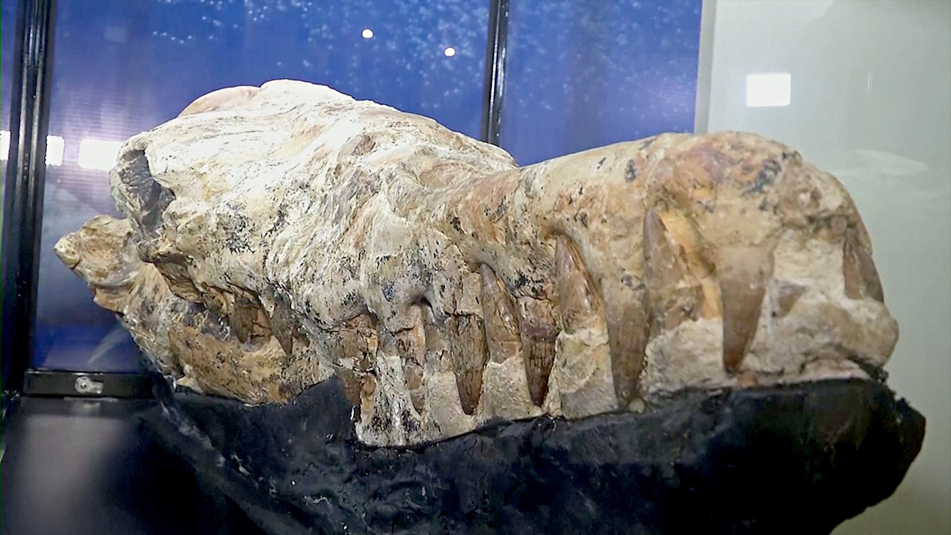 В Перу нашли череп древнего кита возрастом 36 млн лет