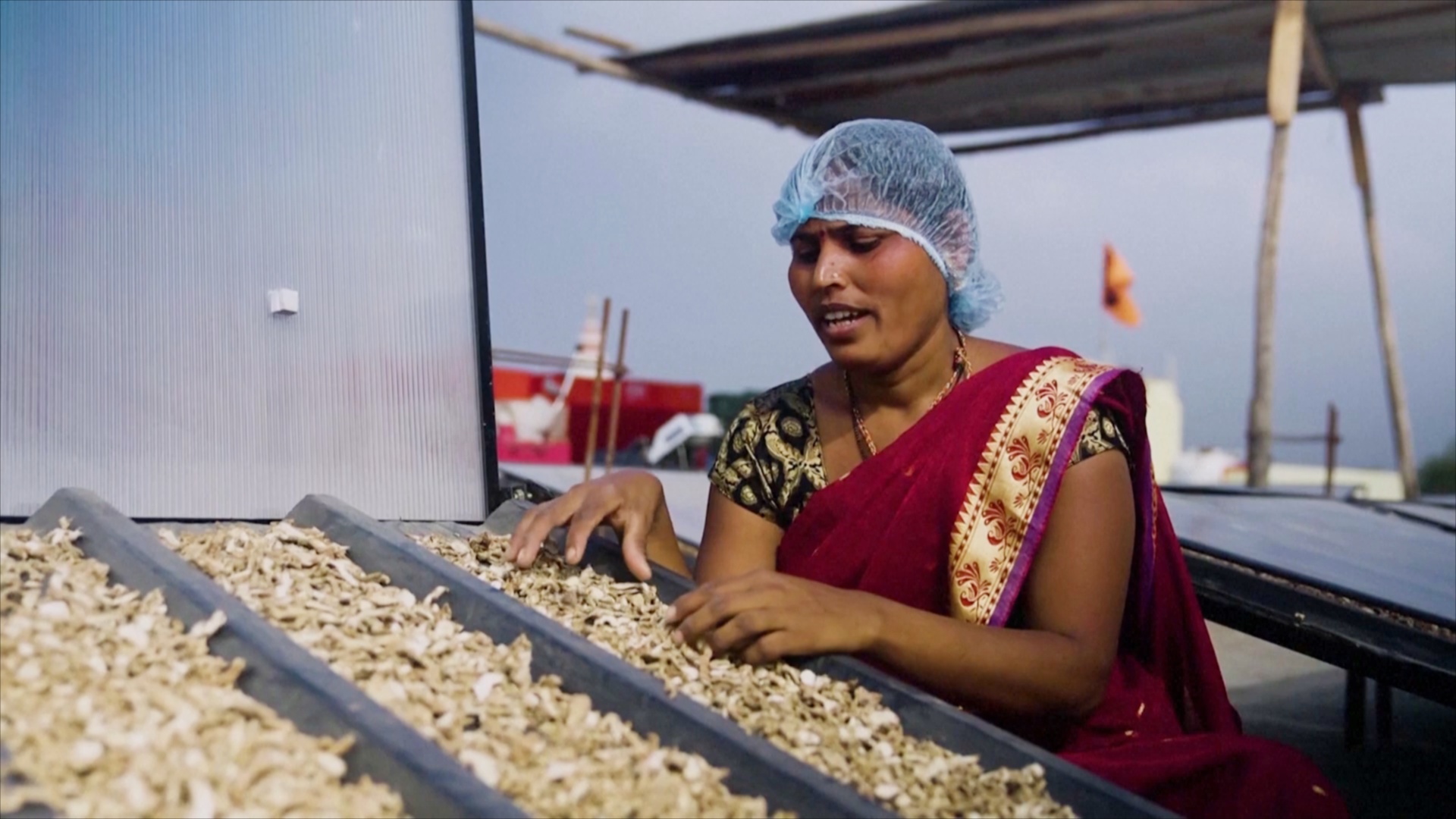 Как сушилки сохраняют урожай в Индии