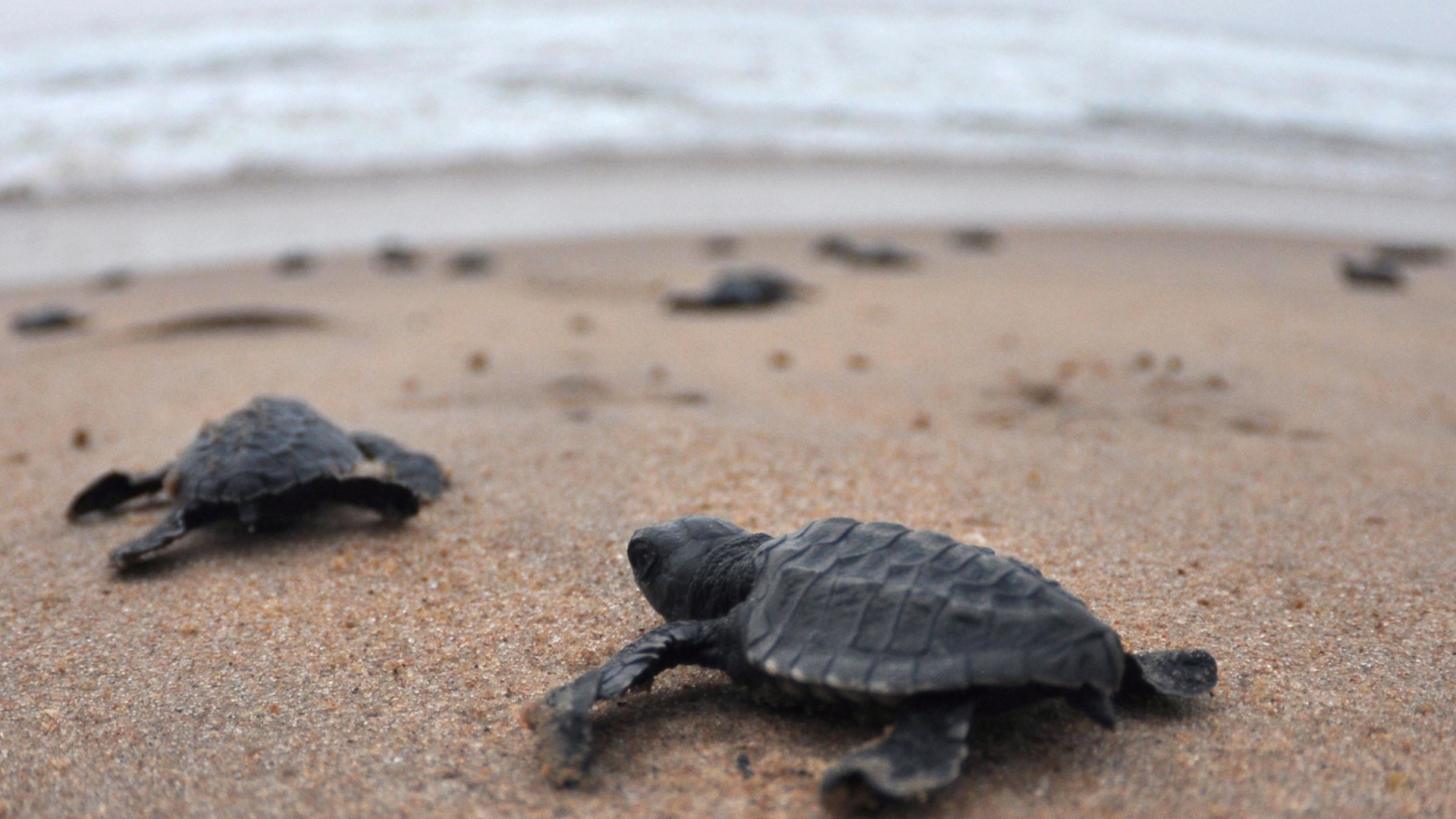 В Индии вырасти и выпустили в море 150 черепах