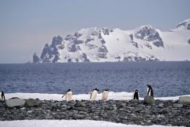 Чилийские учёные десять лет посвятят исследованию Субантарктики