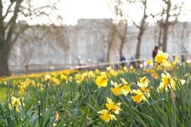 Миллион нарциссов цветёт в старейшем парке Лондона