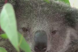 В зоопарках Австралии учат жить в гармонии с коалами