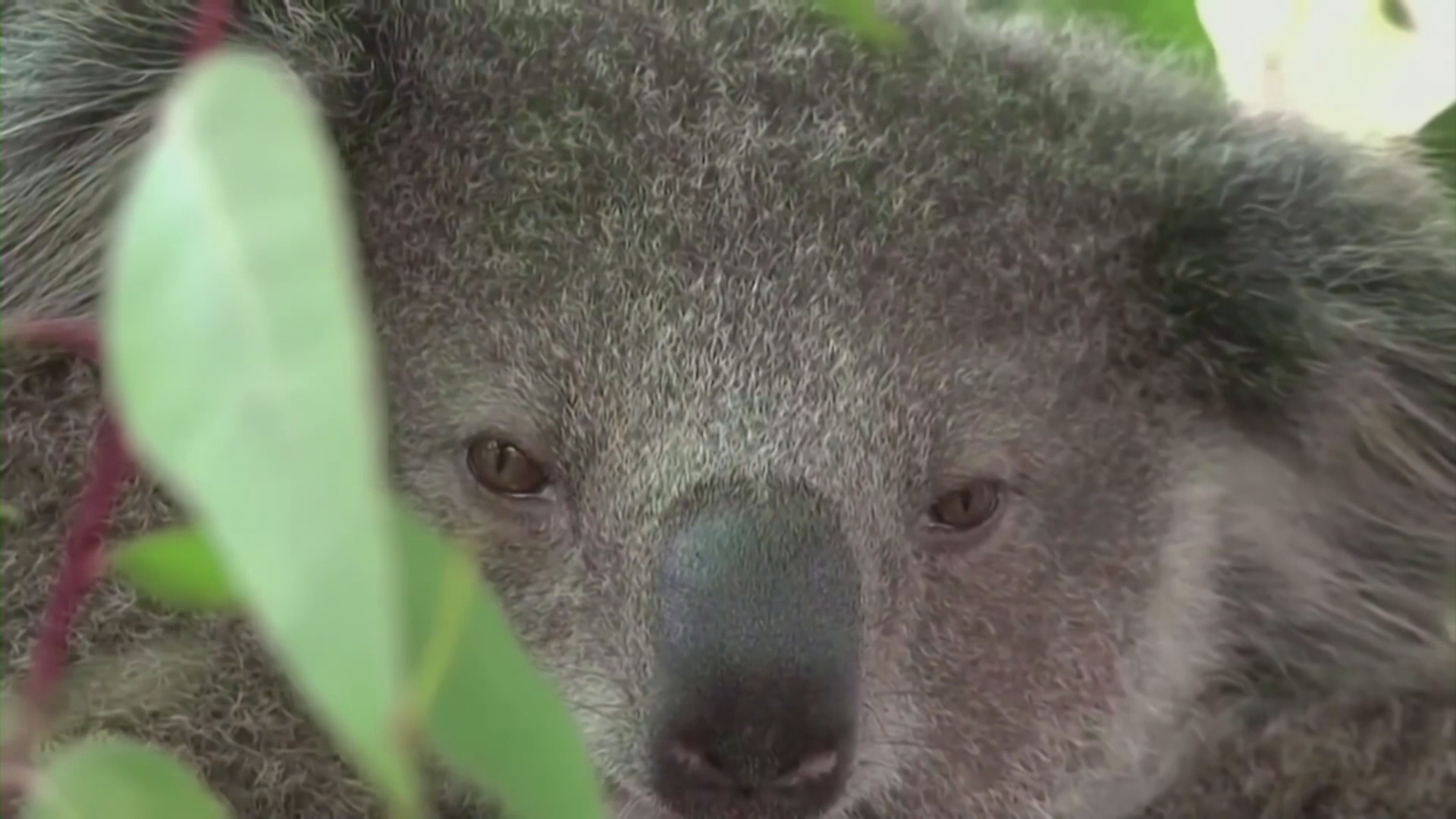 В зоопарках Австралии учат жить в гармонии с коалами