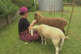Мини-овцы всё больше покоряют сердца австралийцев