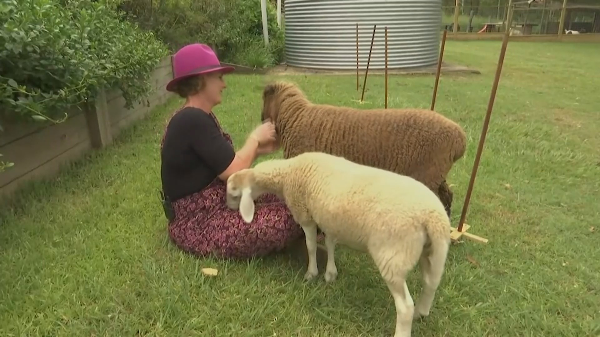 Мини-овцы всё больше покоряют сердца австралийцев