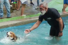 Жизнь прекрасна: в Венесуэле для собак устроили вечеринку у бассейна
