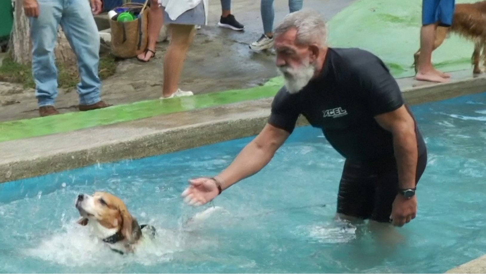 Жизнь прекрасна: в Венесуэле для собак устроили вечеринку у бассейна