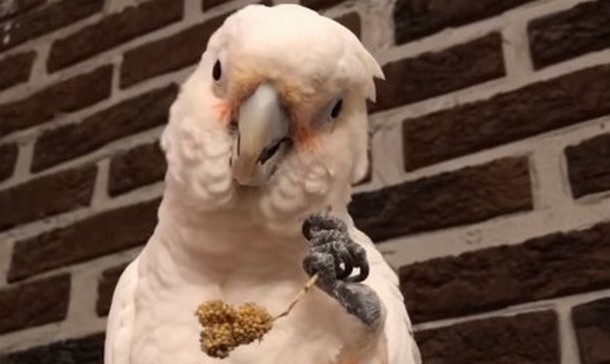 Как девушка помогла попугаю избавиться от недоверия