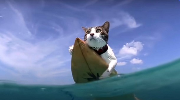 Кот, который любит воду. Забавное видео