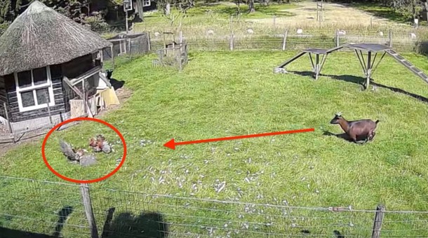 История про то, как козёл и петух спасали курицу