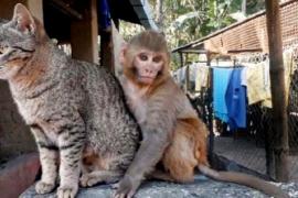 Как кошка спасла обезьянку от депрессии