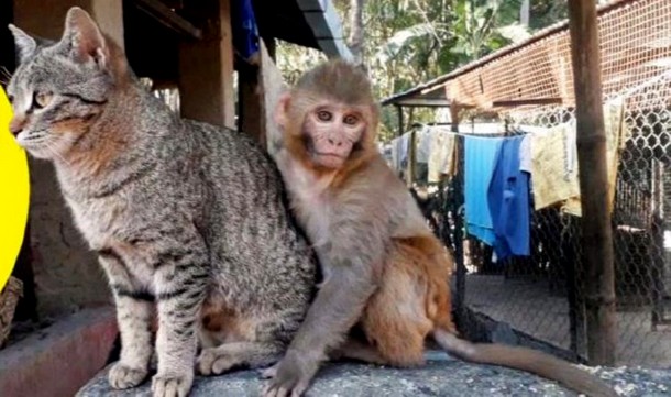 Как кошка спасла обезьянку от депрессии