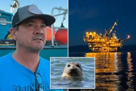 Мужчина рассказал, как тюлень помог ему выжить в океане