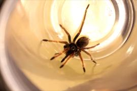 Посылка с пауками: в Колумбии предотвратили попытку контрабанды