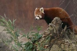 Как в Гималаях: новое жилище для малых панд и снежных барсов в Дублинском зоопарке