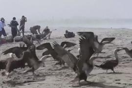 В Перу выпустили на волю 39 спасённых птиц