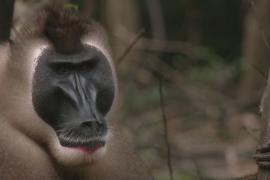 Редкие обезьяны вида дрил нашли защиту в заповеднике на юге Нигерии