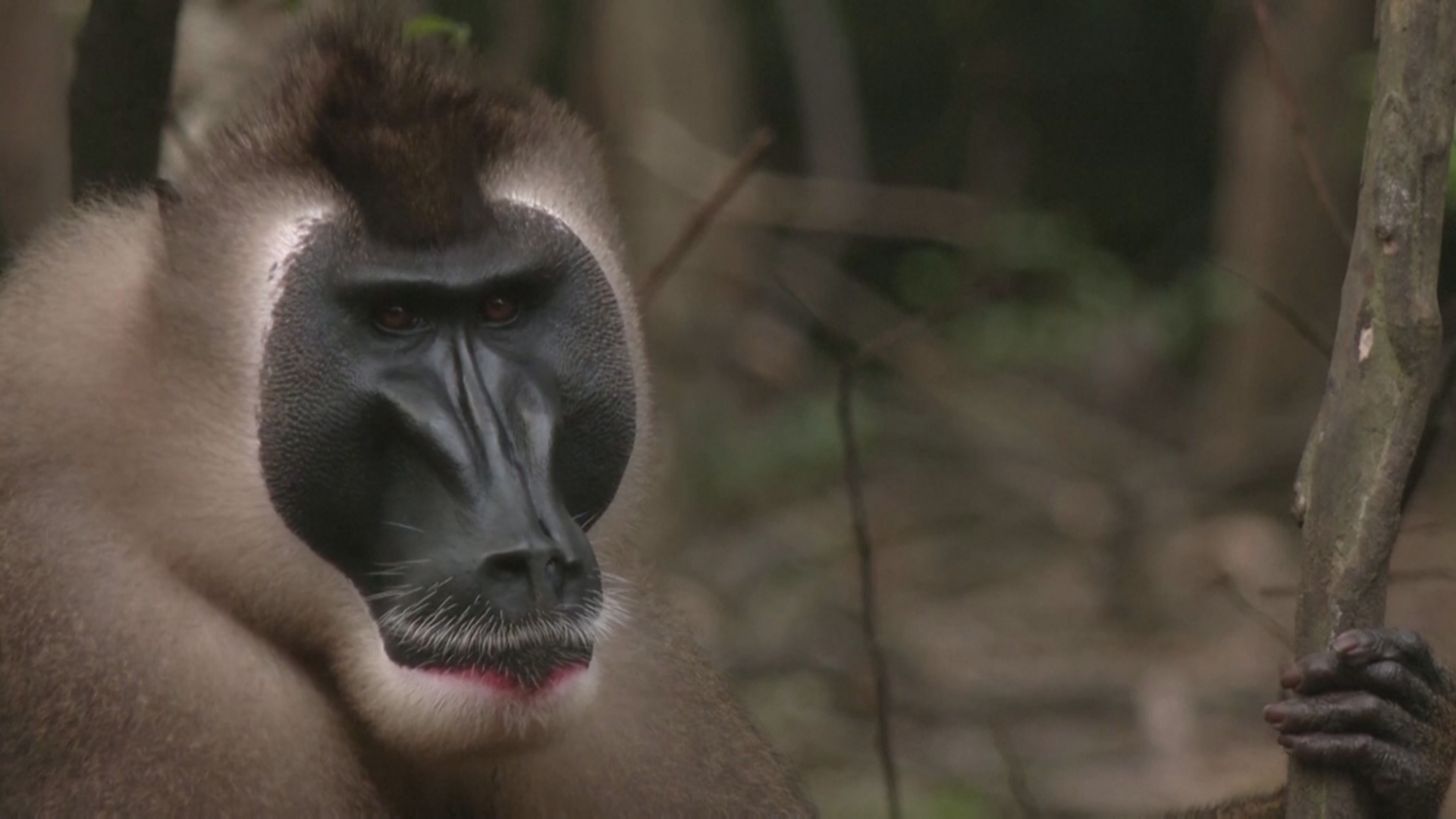 Редкие обезьяны вида дрил нашли защиту в заповеднике на юге Нигерии