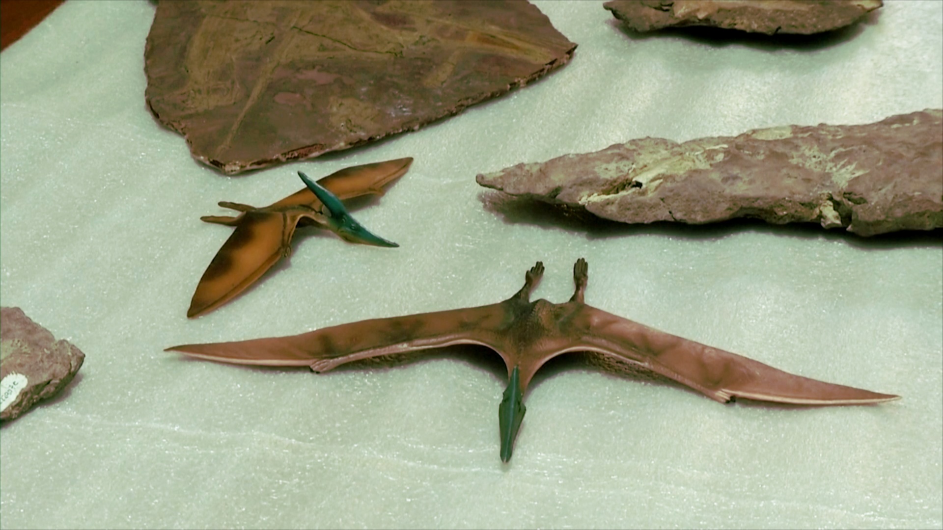 Кладбище летающих ящеров нашли в чилийской пустыне Атакама