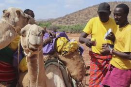 Врачи на верблюдах: как кенийская клиника помогает отдалённым деревням
