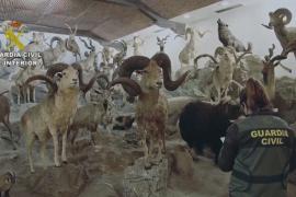 В Испании нашли крупнейший подпольный музей редких чучел