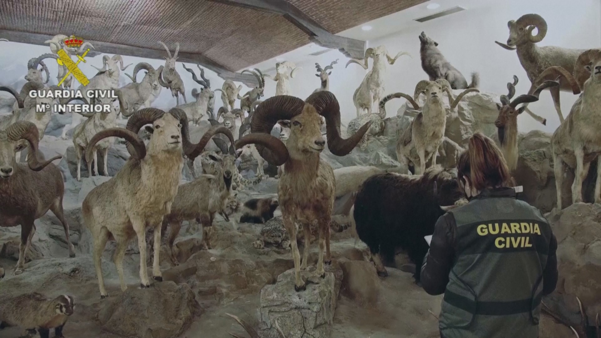 В Испании нашли крупнейший подпольный музей редких чучел