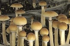 Галлюциногенные грибы помогут при депрессии?