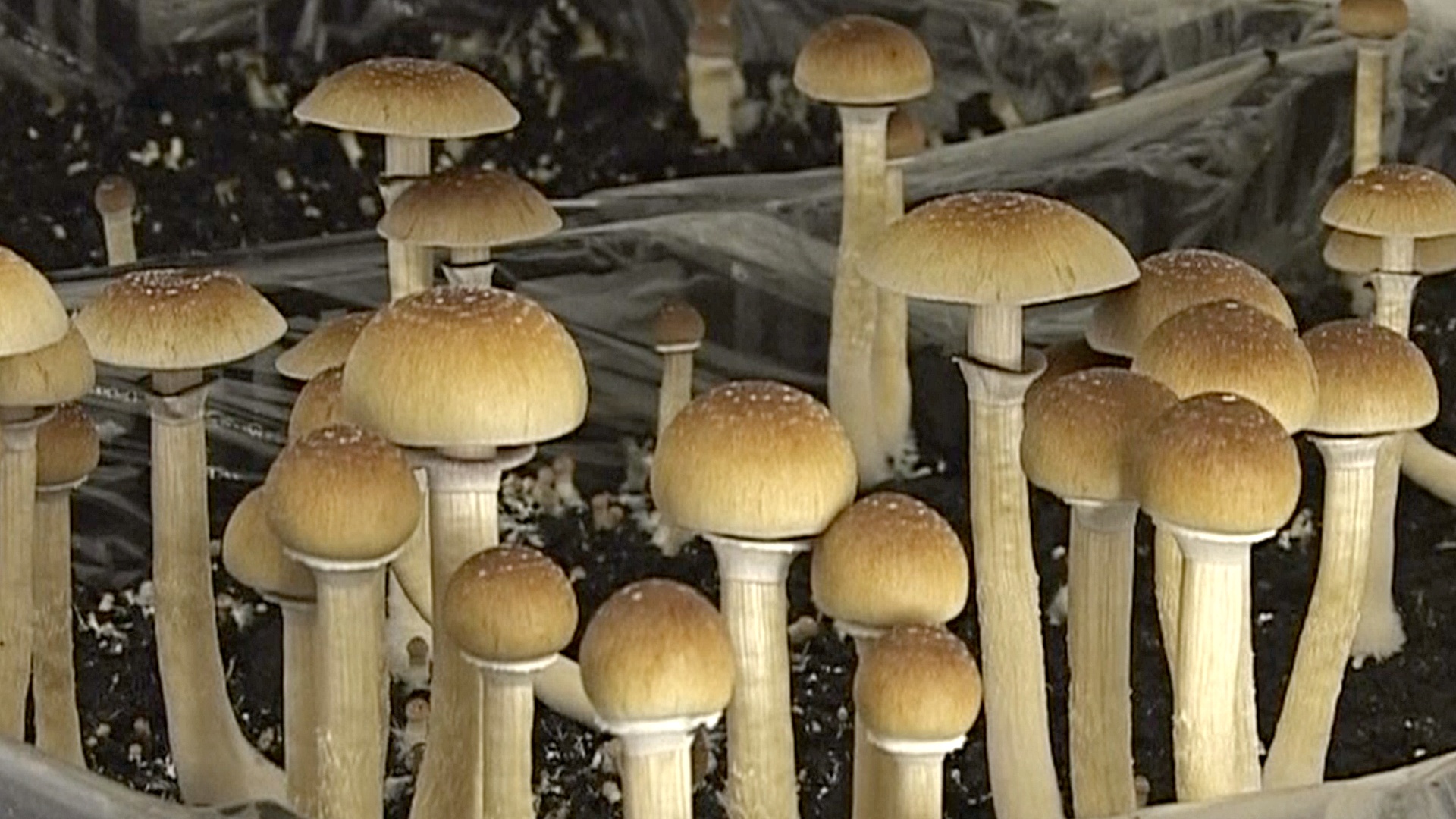 Галлюциногенные грибы помогут при депрессии?