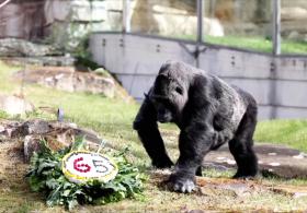 Самая старая в мире горилла празднует 65-летие в Берлинском зоопарке