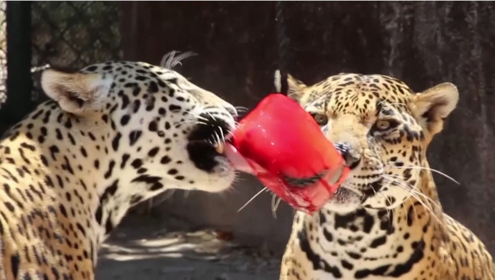 Ледяное угощение и грязевые ванны: как звери в зоопарке в Мексике переживают жару