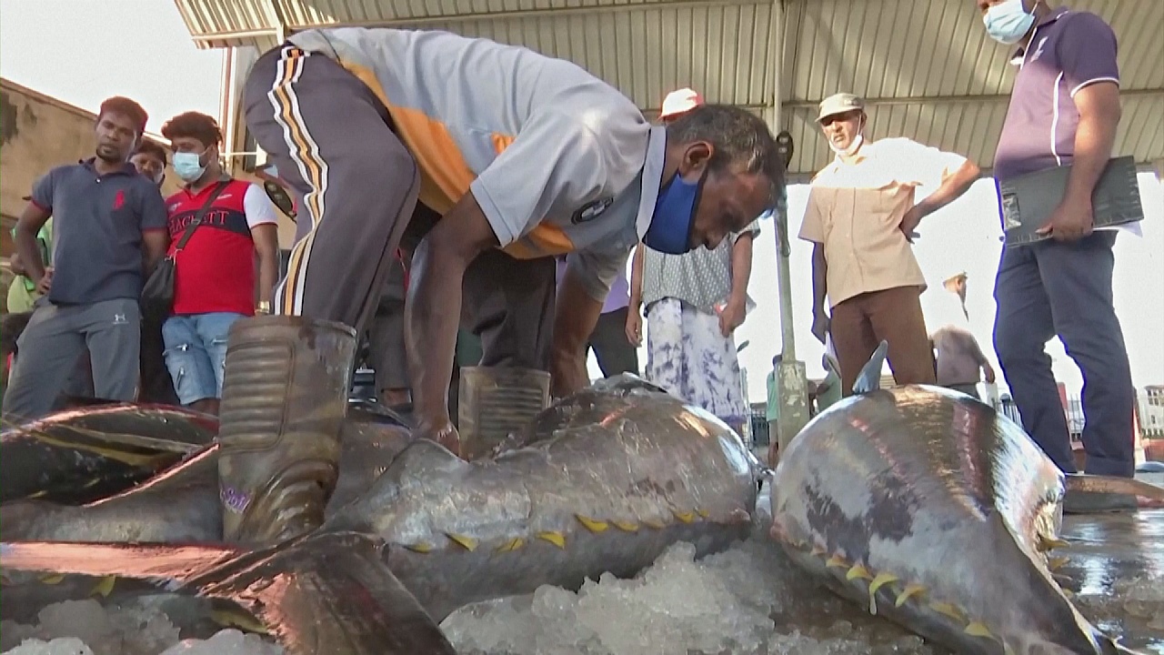 Рыбаки на Шри-Ланке больше не могут заработать на вылове рыбы