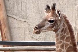 Жирафёнок Бенито дебютировал в зоопарке в Чили