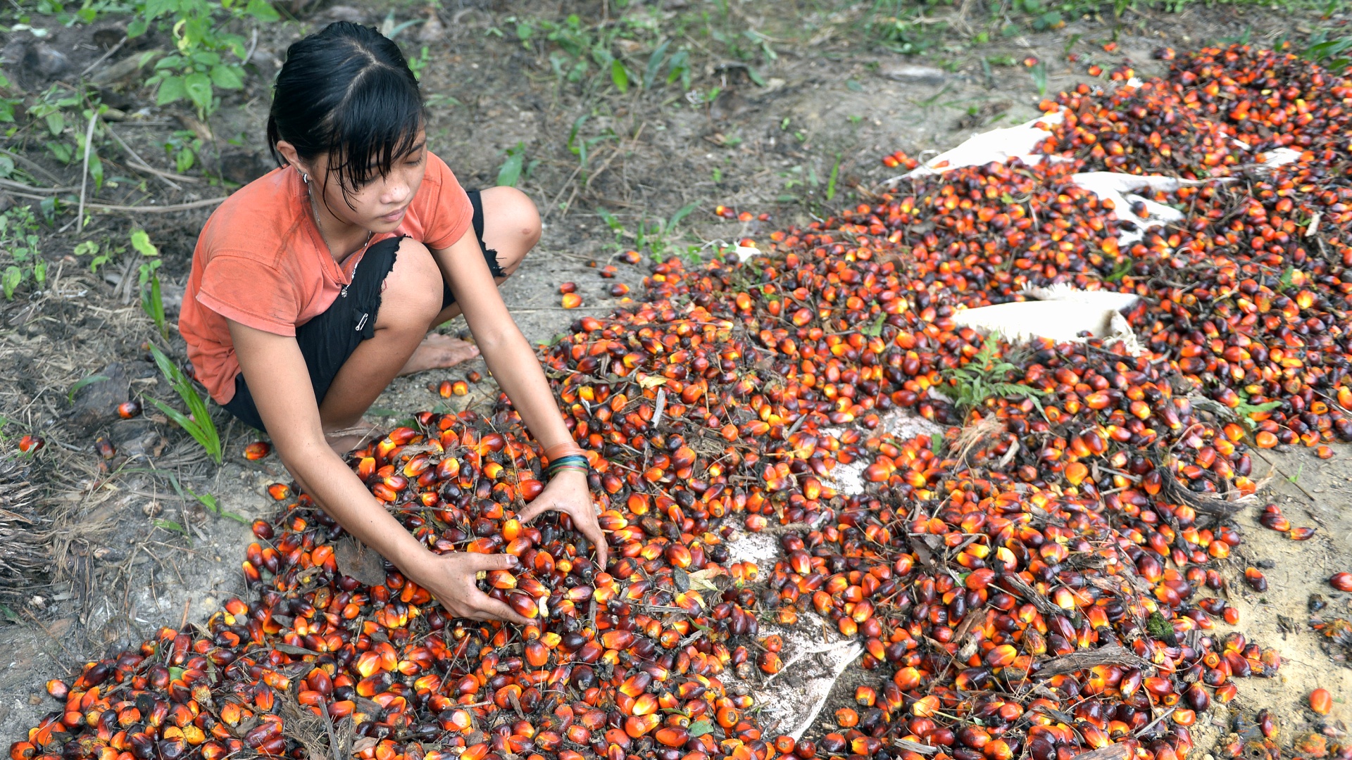 Индонезия прекращает экспорт пальмового масла