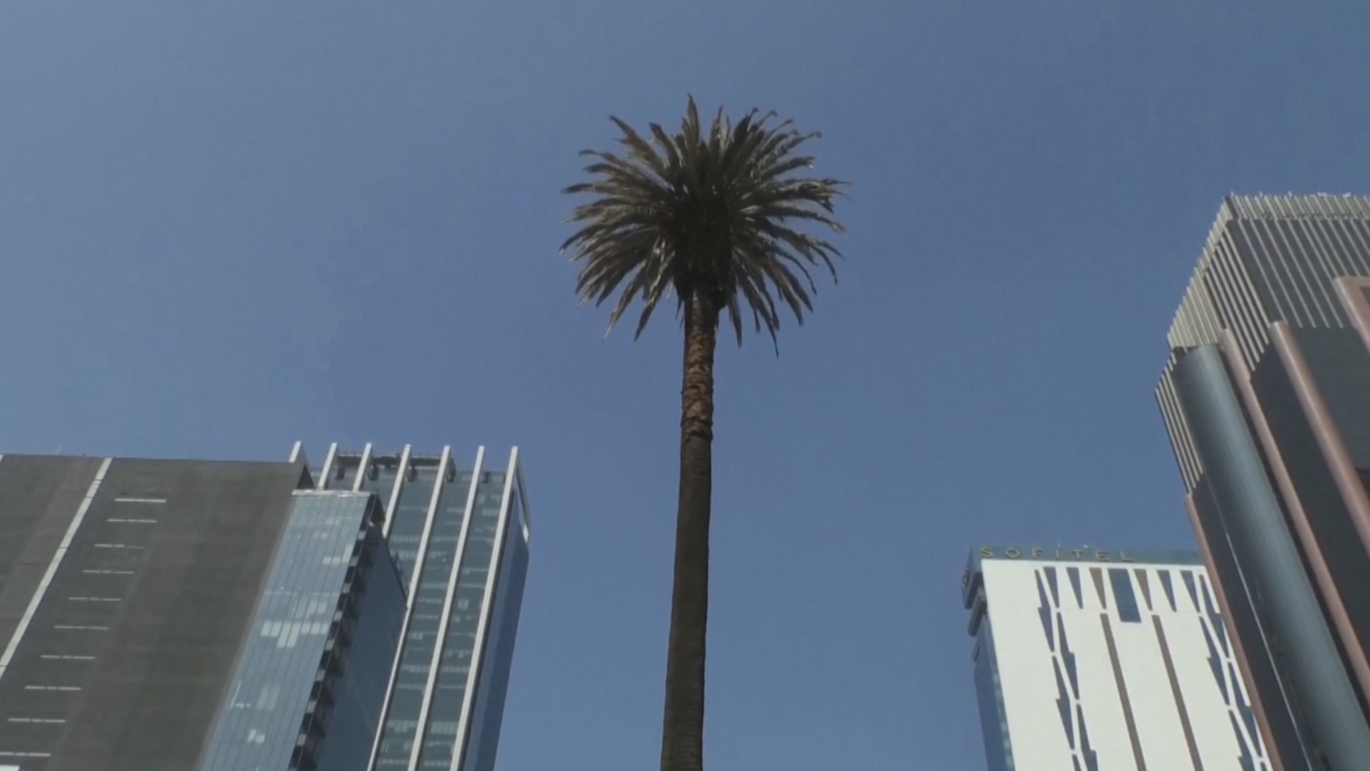 В Мехико спилили 100-летнюю пальму, которую любили все горожане