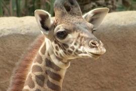 Застенчивый и юный: жирафёнок дебютирует в зоопарке в Лос-Анджелесе