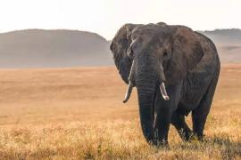 Как приветствовал дикий слон человека, спасшего его 12 лет назад