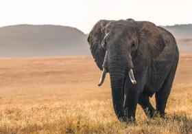 Как приветствовал дикий слон человека, спасшего его 12 лет назад